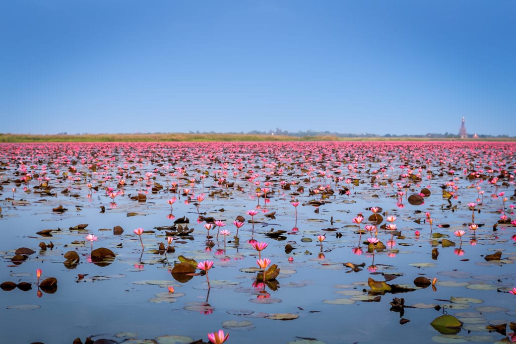 Udon Thani, Red Lotus Sea